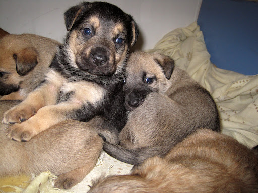 Clinica Veterinaria San Martín de La Vega - Grupo Sanidad Veterinaria