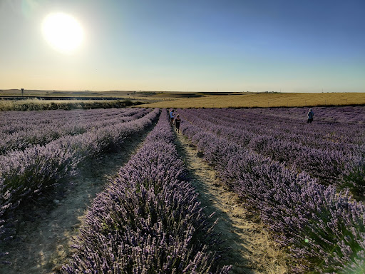 Tiedra de Lavanda