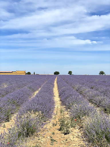 Campos de lavanda