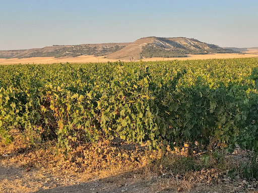 CONCEJO BODEGAS