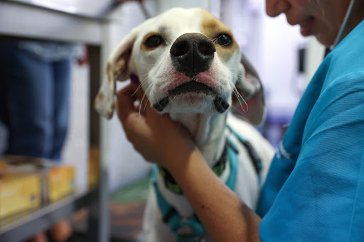 Clínica Veterinaria Cruce de Arinaga