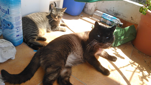 Clinica Veterinaria La Victoria