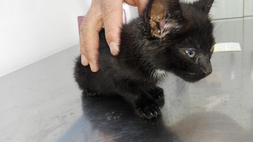 Clínica Veterinaria Benejuzar