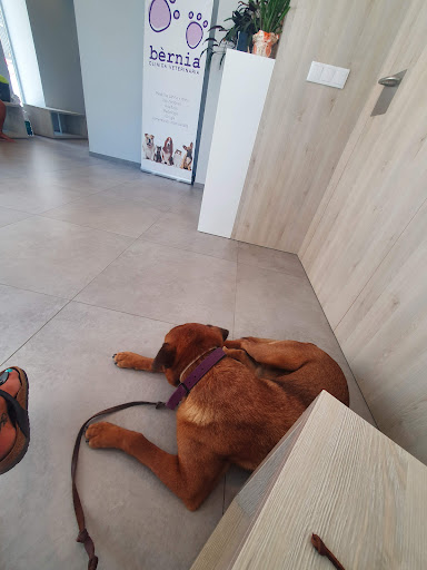 Clinica Veterinaria Bernia Gata de Gorgos