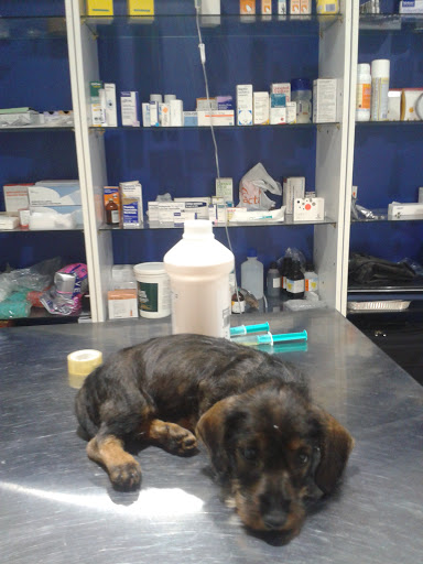 CLÍNICA VETERINARIA ESPIEL Atención 24h
