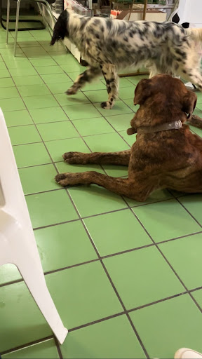 Clínica Veterinaria Rute