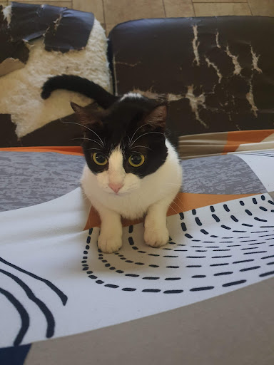 Animaux