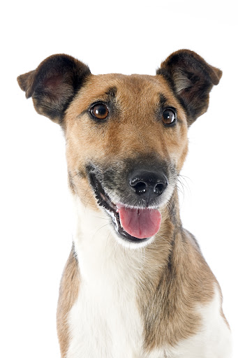 LidaVet | Clínica Veterinaria