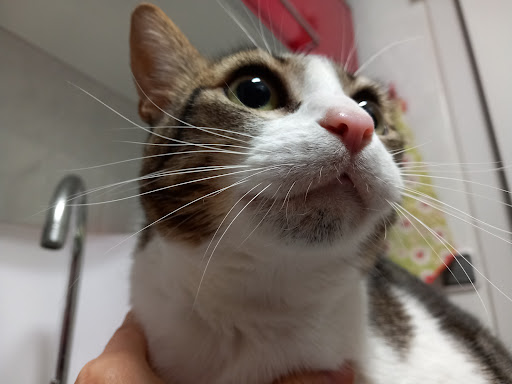 Clínica Veterinaria Polivet