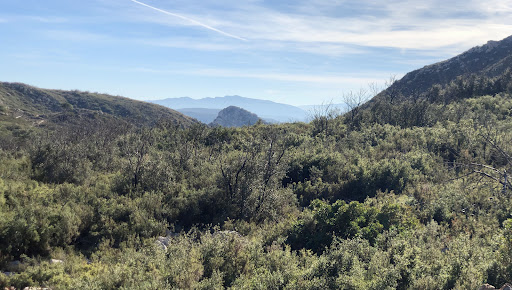 Pinet