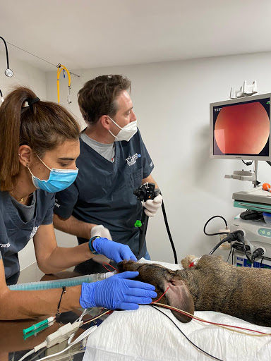 Clínica Veterinaria Plans Alcalans - Real