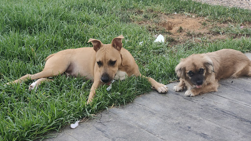 Clinica Veterinaria Benacazón