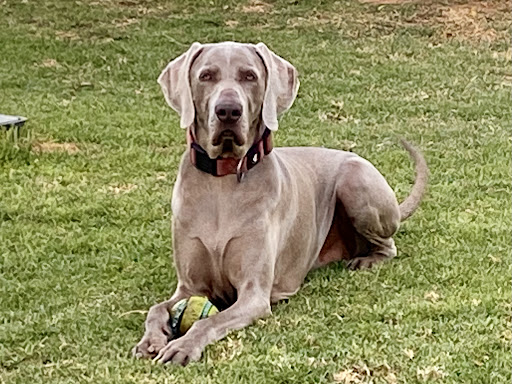 Clínica Veterinaria Espartinas