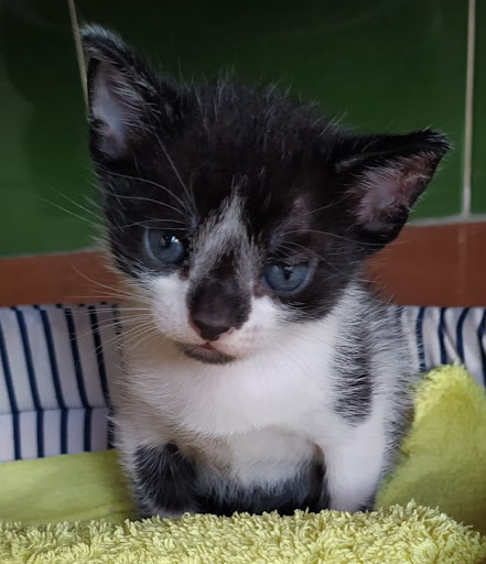 Clínica Veterinaria Puebla del Río