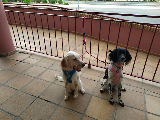 Clínica Veterinaria Cifuentes