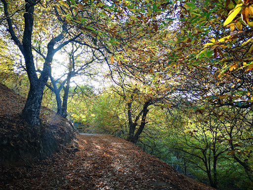 Bosque de Cobre.
